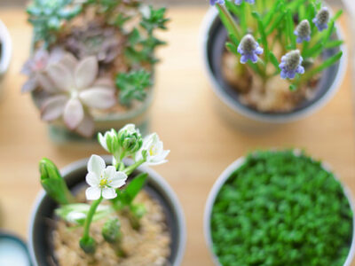 Plantas que ayudan a disminuir el estrés y calman ansiedad