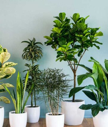 Plantas que harán que tu hogar luzca bonito y huela de maravilla