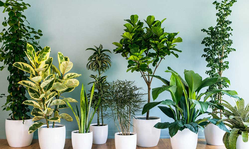 Plantas que harán que tu hogar luzca bonito y huela de maravilla