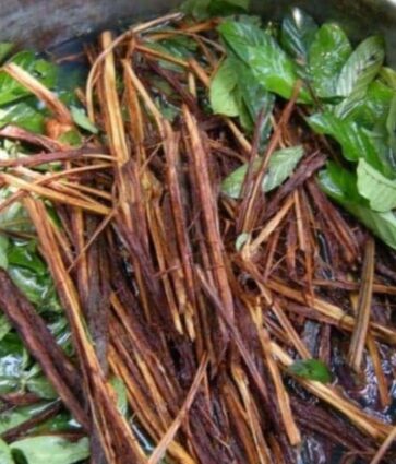 El té de ayahuasca podría servir para tratar enfermedades neurológicas