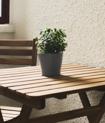3 plantas que podrás utilizar como centro de mesa en la decoración de casa