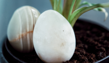 Abono casero con huevo crudo: el truco para que tus plantas crezcan sanas y fuertes