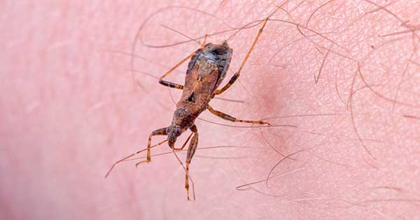 Fase aguda de la enfermedad de Chagas